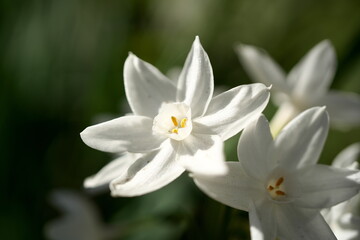 Fototapeta na wymiar 早春に咲く水仙の花