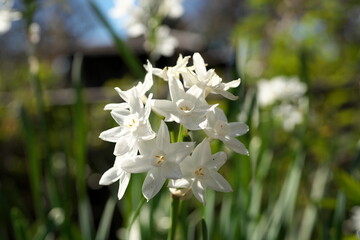 早春に咲く水仙の花