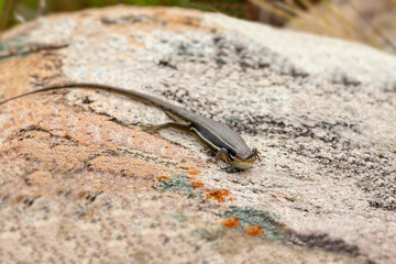 Trachylepis gravenhorstii, also known commonly as Gravenhorst's mabuya, endemic species of skink, a lizard in the family Scincidae. Andringitra National Park. Madagascar wildlife