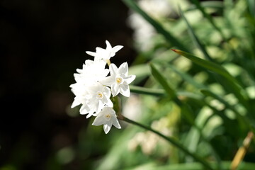 Obraz premium 早春に咲く水仙の花