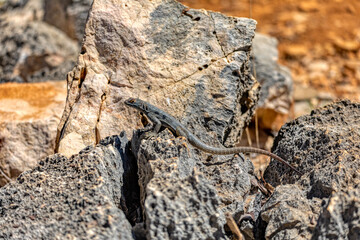 Oplurus quadrimaculatus, Dumeril's Madagascar Swift or Madagascar spotted spiny-tailed iguana, terrestrial endemic lizard, family Opluridae. Tsimanampetsotsa National Park. Madagascar wildlife animal