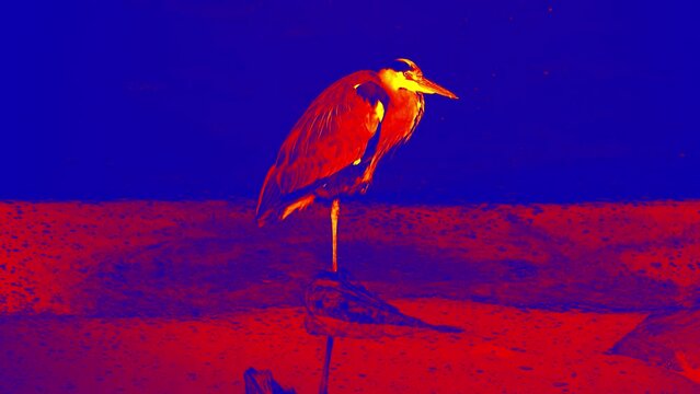 Classic-looking heron resting on a water mirror. Symbol of peace in nature. Illustration of thermal image.
