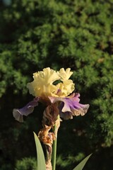 flowers in the garden