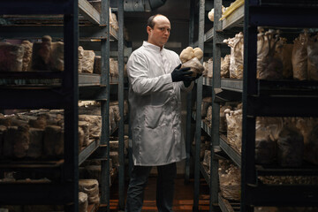 A mycologist from a mushroom farm grows lion's mouth mushrooms a serious scientist holds mushrooms in his hands