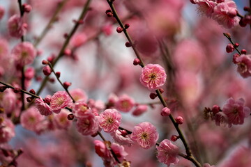 梅の花・春の誘い