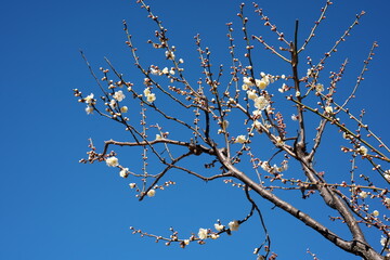 梅の花・春の誘い