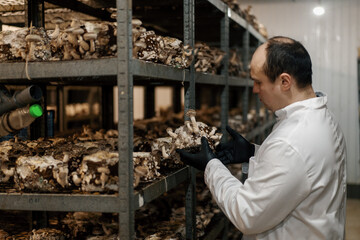 A mycologist from a mushroom farm grows shiitake mushrooms A scientist examines mushrooms holding...