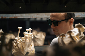 A mycologist from a mushroom farm grows shimeji mushrooms the scientist looks at the mushrooms on the shelves