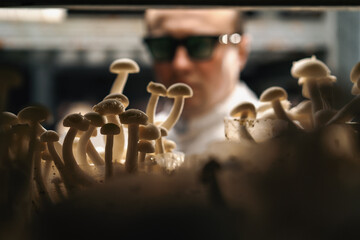 A mycologist from a mushroom farm grows shimeji mushrooms the scientist looks at the mushrooms on the shelves
