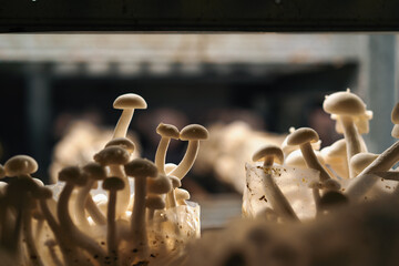 Cultivation of shimiji mushrooms Eco food Biofarm Vegetarian food edible mushrooms grow in plastic bags on shelves food
