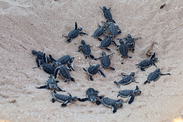 Big group of turtles hatchlings on the beach. Many baby turtles going out of the nest, walking to...