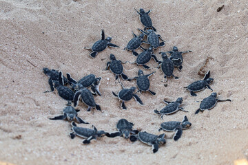 Big group of turtles hatchlings on the beach. Many baby turtles going out of the nest, walking to the ocean. Cute and magical wildlife moment. Ningaloo national park in Exmouth, Western Australia.