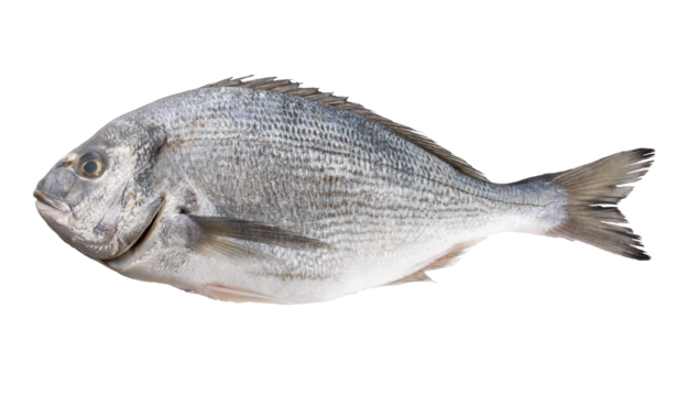 isolated photo of fresh dorado fish