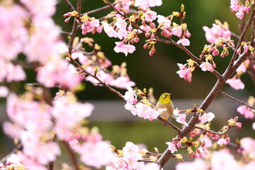 サクラで羽を休める目白