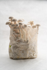 A group of edible Beech Mushrooms on a mushroom farm growing on a white background close-up