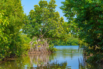 Lush forests surrounding the Koggala lagoon in Sri Lanka