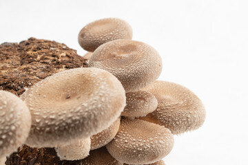 Fototapeta na wymiar A group of edible shiitake mushrooms on a mushroom farm Lentinula edodes growing on a log on a white background close-up