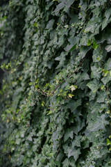 A wall of common ivy. Usuable as a background or texture. Also known as european ivy, english ivy or ivy.