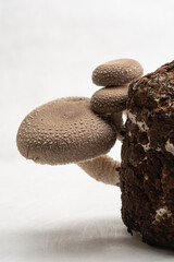 A group of edible shiitake mushrooms on a mushroom farm Lentinula edodes growing on a log on a white background close-up