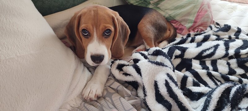 The dog is on the bed with a guilty look, lying on a blanket with a zebra print. Beagle, photo.