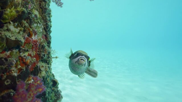 Slow motion, Puffer fish swims next to coral-covered pier. Masked Puffer (Arothron diadematus) swimming next to pier on brightly sunny day on blue water background 