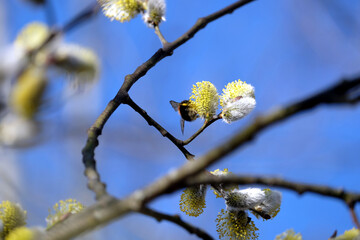Furry bumblebee on blossom willow branch with bushy sprouts in bright spring day close up view