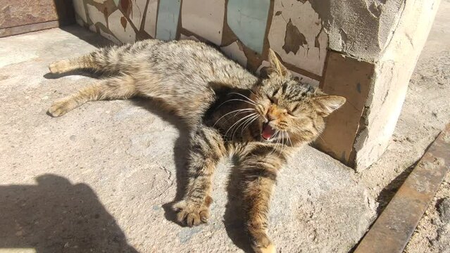 Child's hand in a pink warm glove strokes a gray yawning stray cat on a sunny spring day