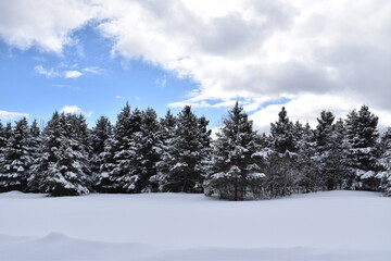 A snowy forest in winter, Sainte-Apolline, Québec, Canada