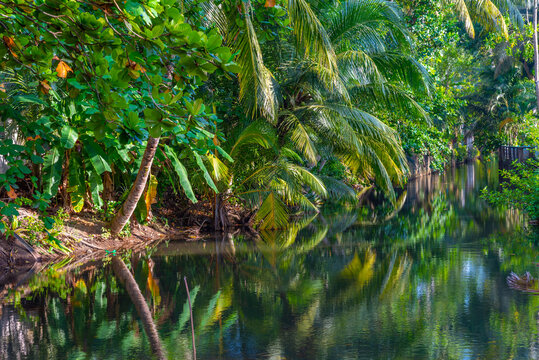 Swamps at Bentota, Sri Lanka