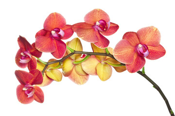 orchid isolated on transparent background