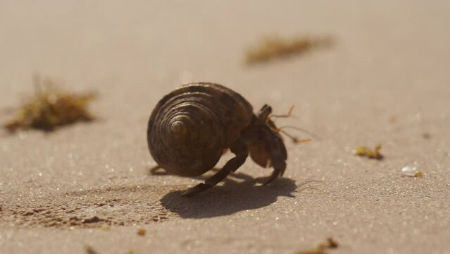 Fast-walking Hermit Crab On A Beach