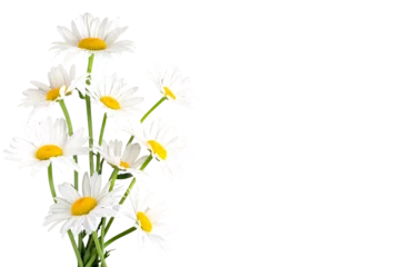 Foto auf Acrylglas Wiese, Sumpf daisy flowers on transparent background