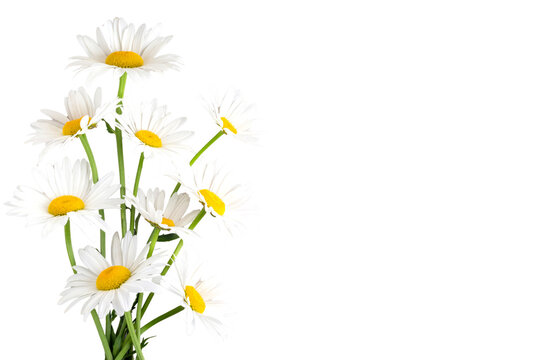 daisy flowers on transparent background