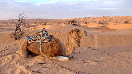 Fototapeta premium Caravan camel with a saddle sitting in the sand, in the Sahara, outside of Douz, Tunisia