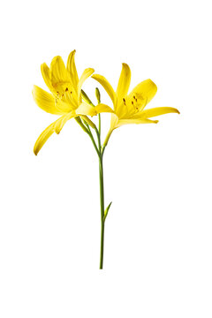 Yellow Lily Flower