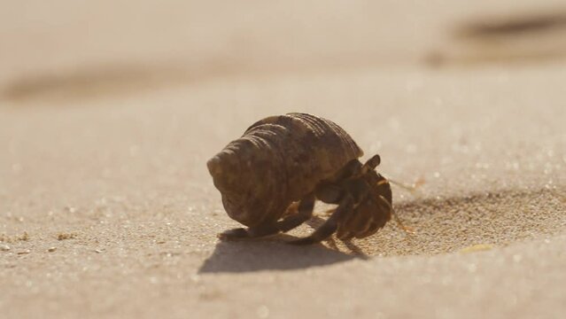 Small Brown Hermit Crab Crawling Across Sand