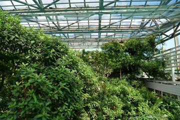 Beautiful green plants grows in hothouse, protection of rare plant species
