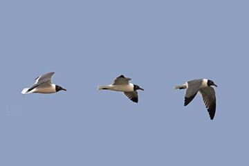 Laughing Gull: photo-illustration of gulls in flight, showing three different wing positions, with copy space.