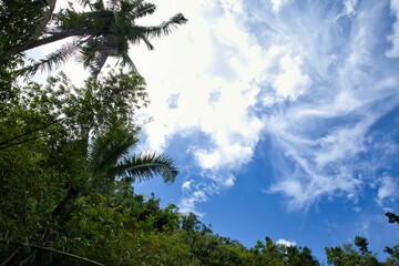 An idyllic rainforest in Bohol in the Philippines taken from below, a blue sky in the background.