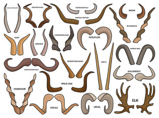 Animal horns isolated color set icon. Vector color set icon reindeer. Vector illustration animal horns on white background.
