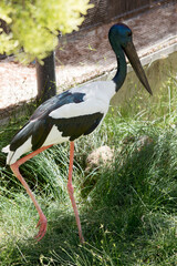 this is a side view of a male black necked stork