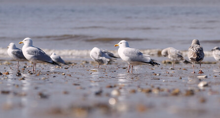Common seagull on a beach at low tide