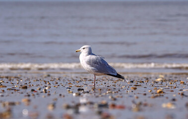 Common seagull on a beach at low tide