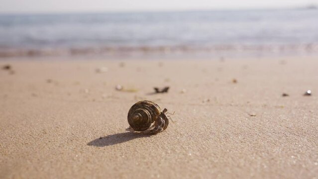 Hermit Crab Walking On A Beautiful Beach