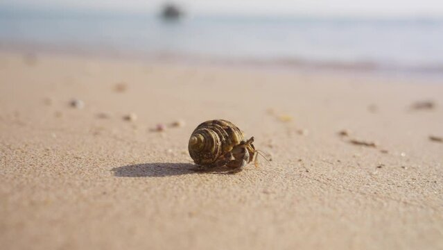 Close-up Of Hermit Crab Walking On A Beautiful Beach