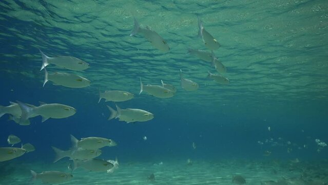 School of Striped Mullet (Mugil cephalus) swim in shallow water under surface on sunny day, slow motion