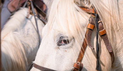 Bandido et abrivado dans une rue de village dans le sud de la France. Chevaux de Camargue montés...