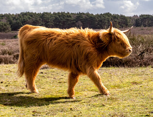 Scottish highland cow, young with long hair and horns, walking in nature reserve, Netherlands