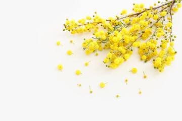 Top view image of spring yellow mimosa flowers composition over white background