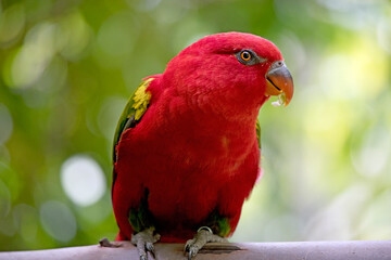 the chattereing lory is perched in a tree